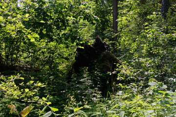 Dense mixed forest with lush understory and natural vegetation in summer light