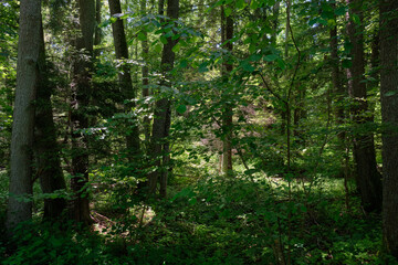 Dense mixed forest with lush understory and natural vegetation in summer light