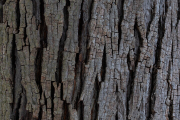 Fototapeta premium Textured photo of tree bark for background use