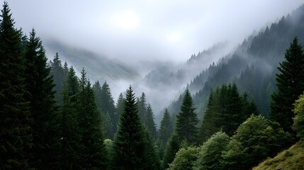 A misty mountain valley covered in dense evergreen forests under an overcast sky