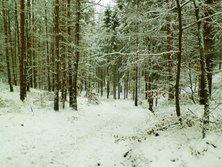 Road over forest deep forest in winter.