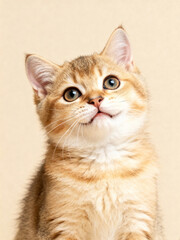 Cute fluffy kitten staring up in warm minimalist studio