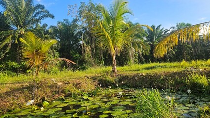 Obraz premium rice field in thailand