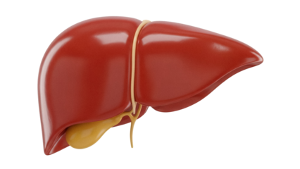 Human liver with gallbladder isolated PNG on transparent background, anatomical organ for medical study and healthcare
