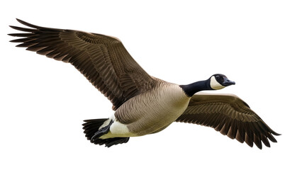 Canada goose flying PNG isolated on transparent background, waterfowl with black neck and brown body, migratory bird for wildlife and nature designs © Hughes