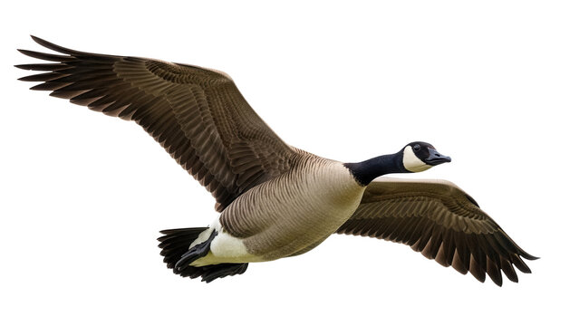 Canada goose flying PNG isolated on transparent background, waterfowl with black neck and brown body, migratory bird for wildlife and nature designs