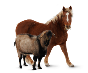 Horse with goat isolated on transparent background
