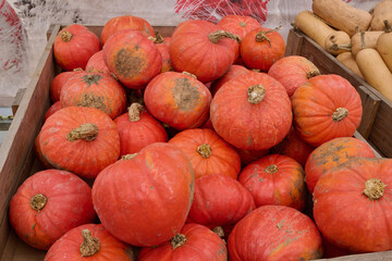 Vibrant orange pumpkins piled together in a wooden crate, showcasing their textured skin and seasonal appeal for autumn festivities