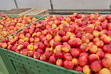 Freshly harvested apples piled high in green crates, showcasing vibrant colors and textures in a farm setting, representing seasonal abundance and nature
