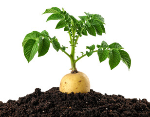 plant with potato growing png image on transparent background 