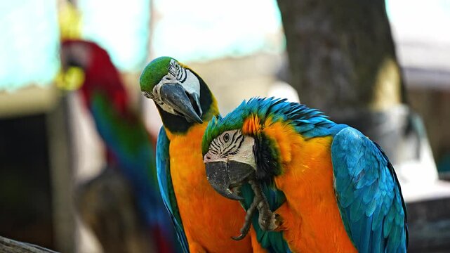 Two blue-and-yellow macaws perch close together, grooming and nuzzling each other against a soft, green forest backdrop in Bangkok