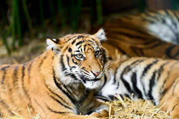 Bengal tiger in resting pose in jungle