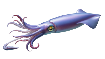 Detailed squid PNG isolated on transparent background, realistic cephalopod with tentacles and fins for marine life and educational resources