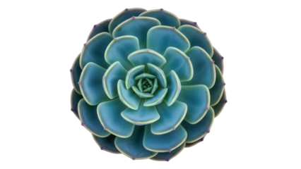 Blue Echeveria succulent isolated PNG, rosette-shaped plant with fleshy leaves for desert gardens and drought-tolerant landscaping