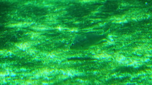 A small freshwater fish swims close to the bottom in a green, sunlit aquarium, its shadow drifting across the sandy floor