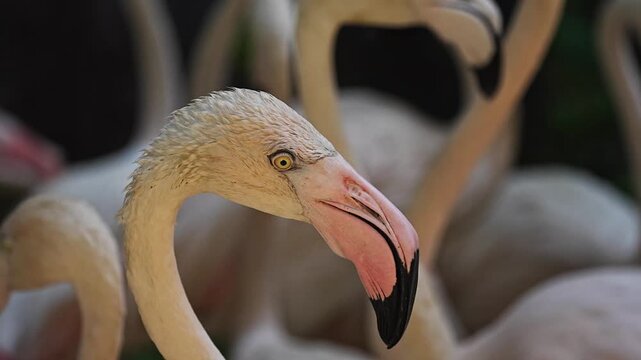 A dense flock of flamingos moves together in soft sunlight, their long necks and pale feathers creating a beautiful pattern of shapes and shadows in Bangkok