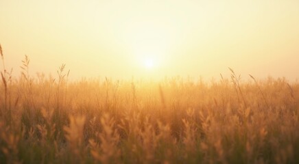 Field of tall grass with the sun setting