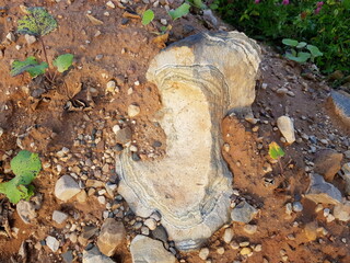 Striking close-up of a banded rock with concentric patterns nestled in reddish, gravelly earth and sparse greenery
