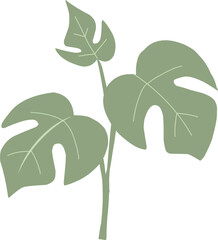 vector illustration of a monstera plant