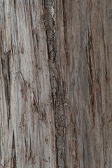 Textured photo of tree bark for background use