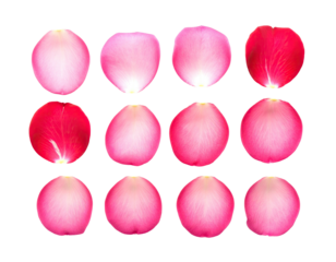 A grid of pink and red rose petals isolated on a black background