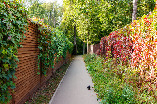 Pathway flanked by wooden fences covered in lush Virginia Creeper ivy, showing summer green and early fall crimson foliage, with a lone pigeon resting near the edge of the concrete path - Powered by Adobe