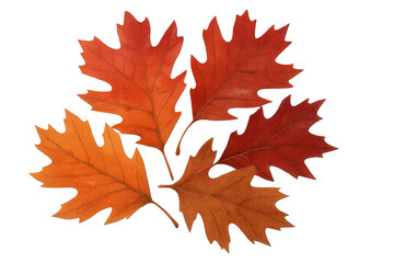 Obraz premium Autumn oak foliage bringing seasonal color change, fall leaves in red and orange on transparent background