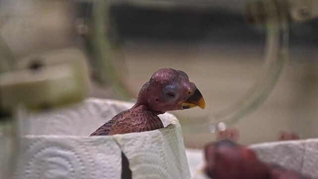 A newborn macaw chick emerges from its makeshift nest, its delicate beak and featherless body capturing the vulnerable first stage of life inside the conservation nursery in a zoo in bangkok
