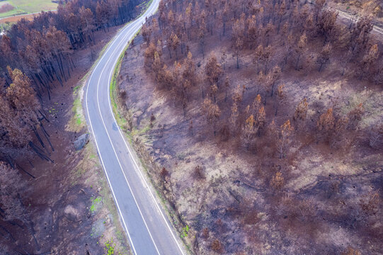 Aerial view of curved road through burnt forest The Concept of Journey - Powered by Adobe