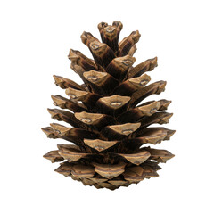 single, isolated greenish-brown pine cone macro flat lay, hyper-detailed scales, strict top down on infinite white background with copy space. concept of nature product advertising
