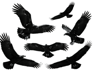 Composite grayscale image of six raptors, showcasing flight and landing in various positions
