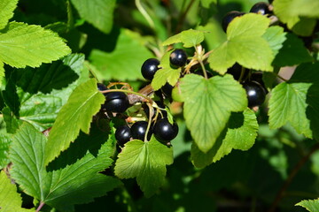 Ripe Blackcurrant Berries on a Bush in Summer Sunlight close up