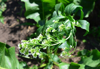 Green horseradish Plant with Tiny White Blooms in Natural Light