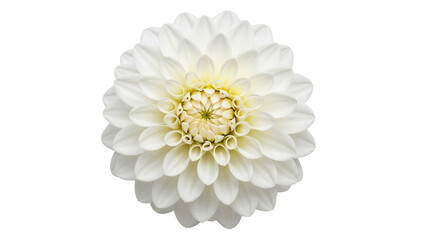 Elegant white dahlia flower PNG isolated on transparent background, beautiful blossom with delicate petals for wedding design