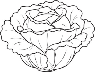 Silhouette of a Lettuce in Natural Pose on White Background