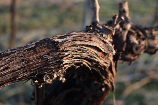 Close-up of Pinot Vineyard branch on winter season covered by frost in the italian countryside on winter season. Vitis vinifera - Powered by Adobe