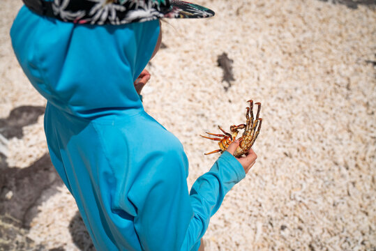 A child holds a crab shell in her hand on beach.