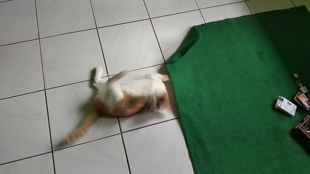 video of cats playing in a cute and adorable style