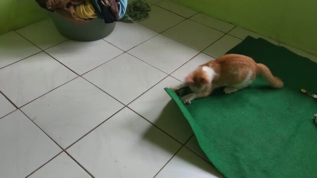 video of cats playing in a cute and adorable style