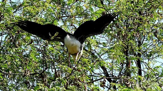 A group of Asian openbill storks (Anastomus oscitans) gathers in their nesting site, perched among dense green foliage and branches as they tend to their colony