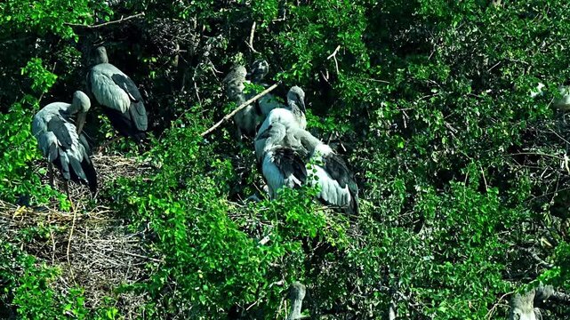 A group of Asian openbill storks (Anastomus oscitans) gathers in their nesting site, perched among dense green foliage and branches as they tend to their colony