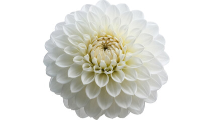Elegant white dahlia flower isolated PNG on transparent background, delicate floral element for wedding invitations and graphic design projects © Sean