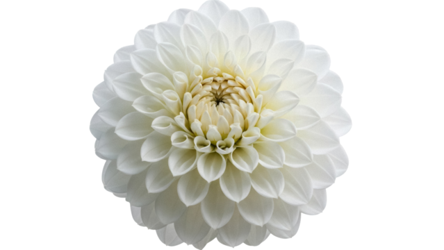 Elegant white dahlia flower isolated PNG on transparent background, delicate floral element for wedding invitations and graphic design projects