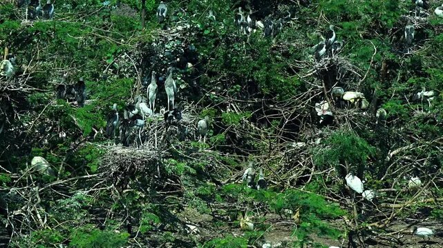 A group of Asian openbill storks (Anastomus oscitans) gathers in their nesting site, perched among dense green foliage and branches as they tend to their colony