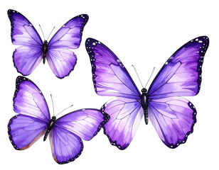 Watercolor depiction of three purple butterflies against a stark black background
