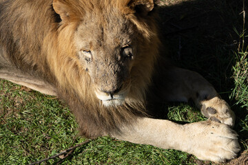 Lion, Resting, Grass - A large male lion rests on the grass, appearing calm and content.
