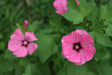 Royal Mallow &ldquo;Silver cup&rdquo; flowers with raindrops after a rainstorm. Lavatera trimestris on a summer day