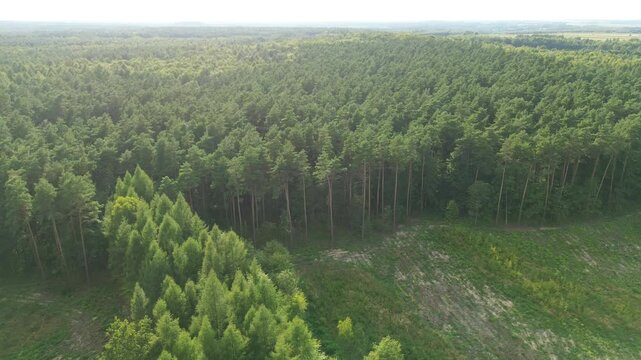 Young evergreen plants spreading across open land