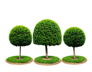 Three perfectly sculpted, verdant bushes trimmed into artistic, spherical forms, with grassy bases