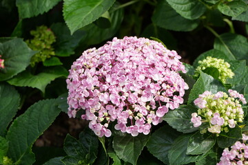 Hydrangea